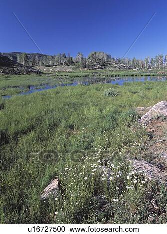 Wildflowers in meadow with beaver pond View Large Photo Image Stock Image - Wildflowers in meadow with beaver pond. Fotosearch