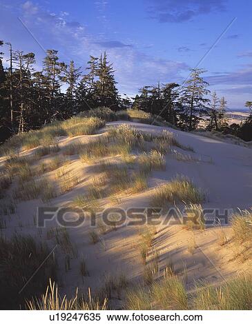 Wind swept sand and grass on sand dunes View Large Photo Image Stock Photography - Wind swept sand and grass on sand dunes. Fotosearch