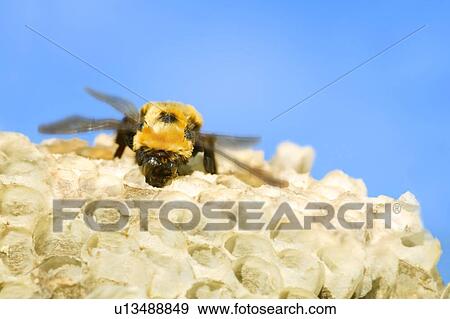 A bee working in a honeycomb View Large Photo Image Stock Photo - A bee working in a honeycomb. Fotosearch