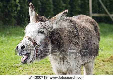 A donkey View Large Photo Image Stock Photo - A donkey. Fotosearch