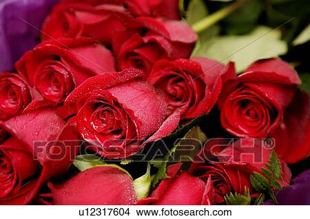 A dozen red roses View Large Photo Image Picture - A dozen red roses. Fotosearch