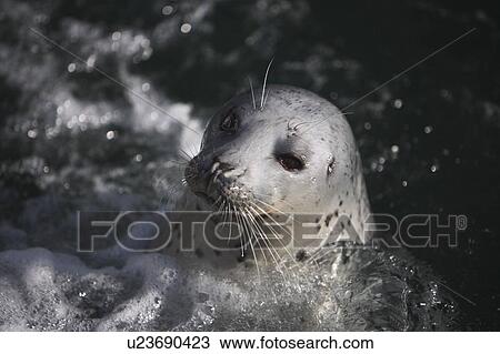 Stock Image - A harbor seal. Fotosearch