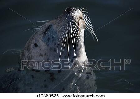 Stock Photography - A harbour seal. Fotosearch