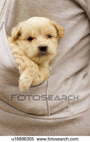 A puppy in pocket. View Large Photo Image Stock Photography - A puppy in pocket. . Fotosearch