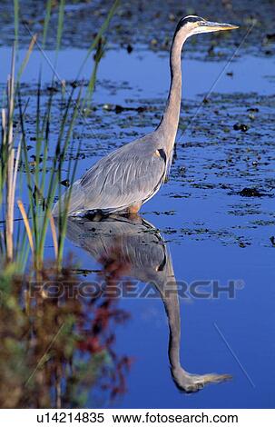 Stock Photography - Adult great blue heron. Fotosearch