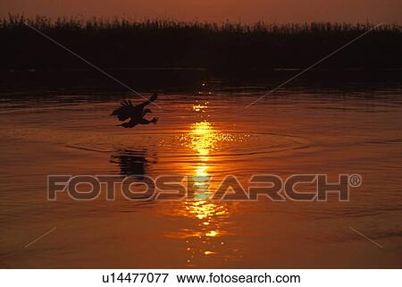 African fish eagle swooping for fish View Large Photo Image Stock Photo - African fish eagle swooping for fish. Fotosearch