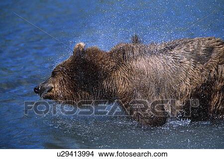 Picture - Alaskan bear shaking off water. Fotosearch