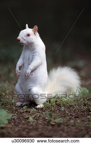 Albino gray squirrel View Large Photo Image Stock Image - Albino gray squirrel. Fotosearch