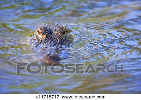 Stock Photo - Alligator in water. Fotosearch