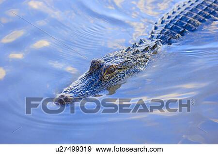 Alligator in water View Large Photo Image Stock Photo - Alligator in water. Fotosearch