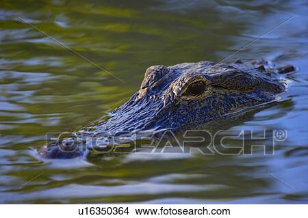 Picture - Alligator. Fotosearch