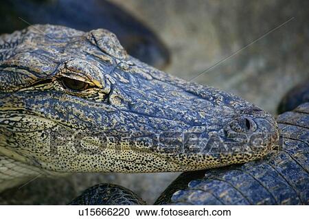 Alligator portrait View Large Photo Image Stock Image - Alligator portrait. Fotosearch