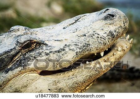 Stock Image - Alligator. Fotosearch