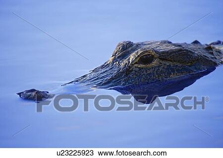 Alligator View Large Photo Image Stock Image - Alligator. Fotosearch