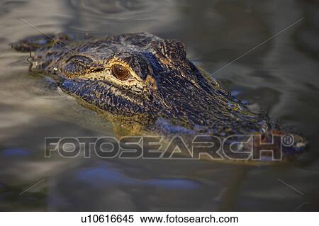 Alligator View Large Photo Image Stock Photography - Alligator. Fotosearch