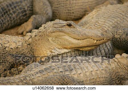 Stock Photo - Alligators. Fotosearch