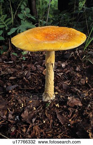 Amanita mushroom View Large Photo Image Stock Image - Amanita mushroom. Fotosearch
