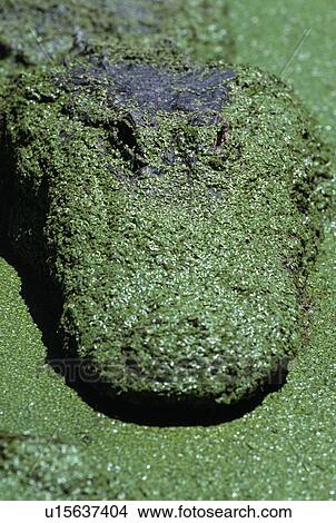 American alligator covered in duckweed View Large Photo Image Picture - American alligator covered in duckweed. Fotosearch