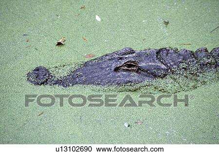 American alligator in duckweed View Large Photo Image Stock Image - American alligator in duckweed. Fotosearch