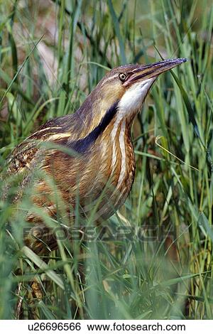 American bittern View Large Photo Image Stock Photograph - American bittern. Fotosearch