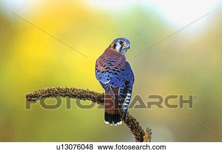 Stock Photo - American kestrel on branch. Fotosearch