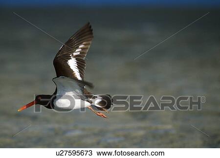 American oystercatcher (Haematopus palliatus) in flight View Large Photo Image Stock Image - American oystercatcher (Haematopus palliatus) in flight. Fotosearch