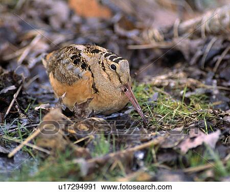 American woodcock bird View Large Photo Image Stock Image - American woodcock bird. Fotosearch