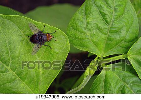 Stock Photograph - An insect on a leaf.. Fotosearch