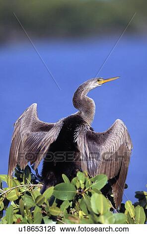 Stock Photograph - Anhinga . Fotosearch