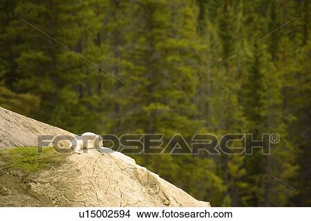 Animal laying on a mountain side View Large Photo Image Picture - Animal laying on a mountain side. Fotosearch