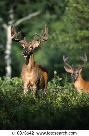Stock Image - Animals in the wild. Fotosearch