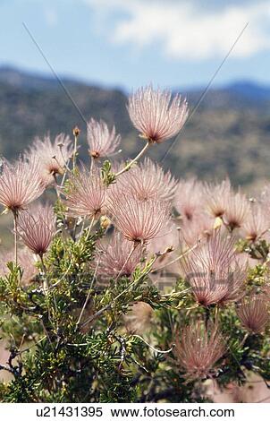 Stock Photography - apache plume. Fotosearch