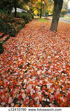 Autumn leaves View Large Photo Image Stock Image - Autumn leaves. Fotosearch