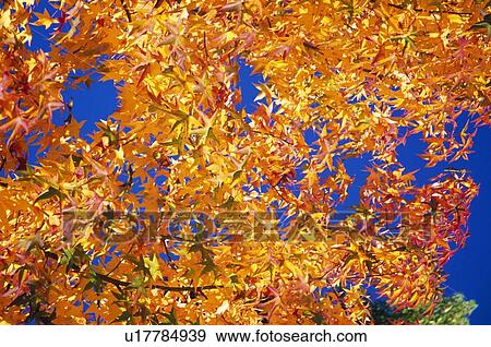 Stock Photo - Autumn leaves. Fotosearch