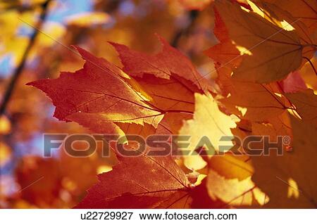 Stock Photo - Autumn leaves . Fotosearch