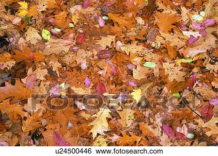 Stock Photograph - Autumn leaves. Fotosearch