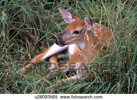 Stock Photography - Baby fawn sitting in the grass. Fotosearch
