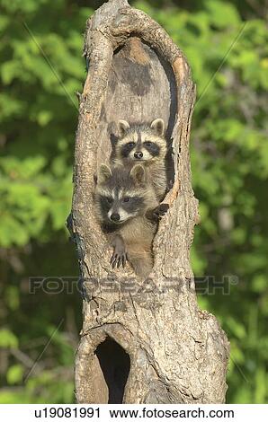 Baby racoon's in hollow tree View Large Photo Image Stock Image - Baby racoon's in hollow tree. Fotosearch
