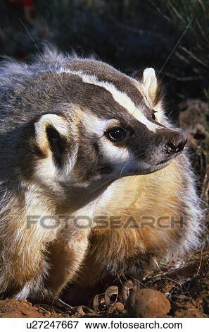 Stock Photo - Badger. Fotosearch