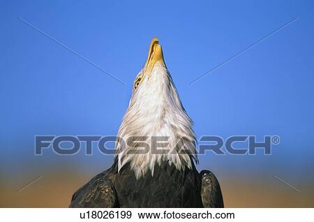 Stock Photo - Bald eagle calling. Fotosearch