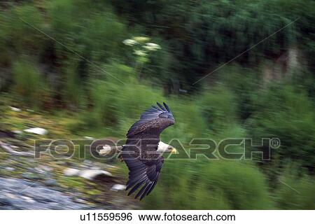 Bald eagle in flight View Large Photo Image Stock Photograph - Bald eagle in flight. Fotosearch