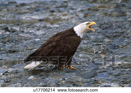 Picture - Bald Eagle on rock. Fotosearch