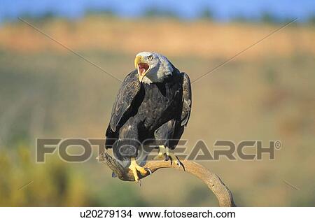 Picture - Bald eagle vocalizing. Fotosearch