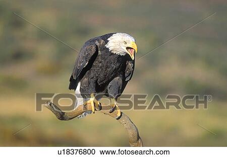Stock Image - Bald eagle vocalizing. Fotosearch