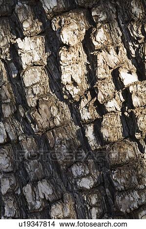 Bark on alligator juniper tree View Large Photo Image Picture - Bark on alligator juniper tree. Fotosearch