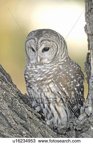 Barred owl roosting in tree View Large Photo Image Stock Image - Barred owl roosting in tree. Fotosearch