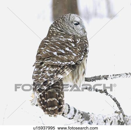 Barred owl View Large Photo Image Stock Photography - Barred owl. Fotosearch