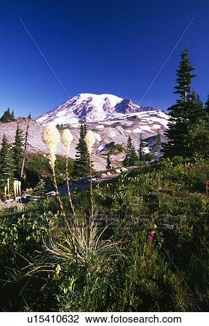Stock Image - Beargrass at Mount Rainier National Park. Fotosearch