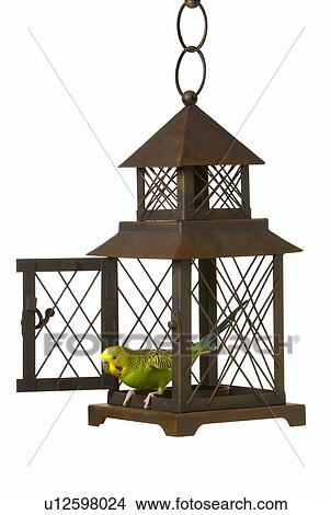 Bird escaping cage View Large Photo Image Picture - Bird escaping cage. Fotosearch