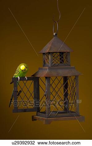 Bird escaping cage View Large Photo Image Stock Image - Bird escaping cage. Fotosearch